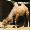 bactrian camel-2